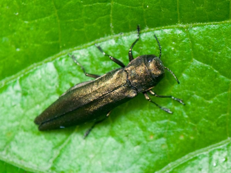 Agrilus suvorovi Obenberger, 1935